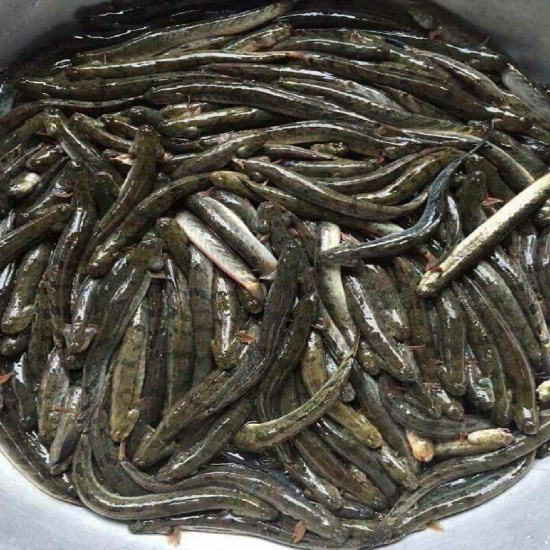 Cá kèo nguyên con sống, nuôi an toàn